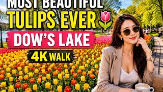 👉 Dow’s Lake Tulips 🌷 | 4K Walking Tour 2026