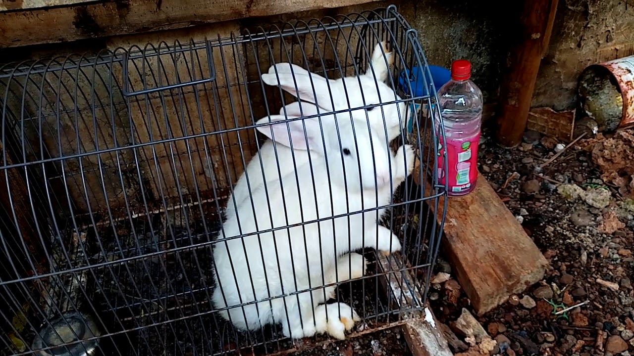 White rabbit😅 - YouTube