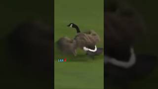 Goose Blasts MLB Scoreboard DETROIT TIGERS RALLY GOOSE (5/30/2018)  Tigers 6 Angels 1 Goose 0