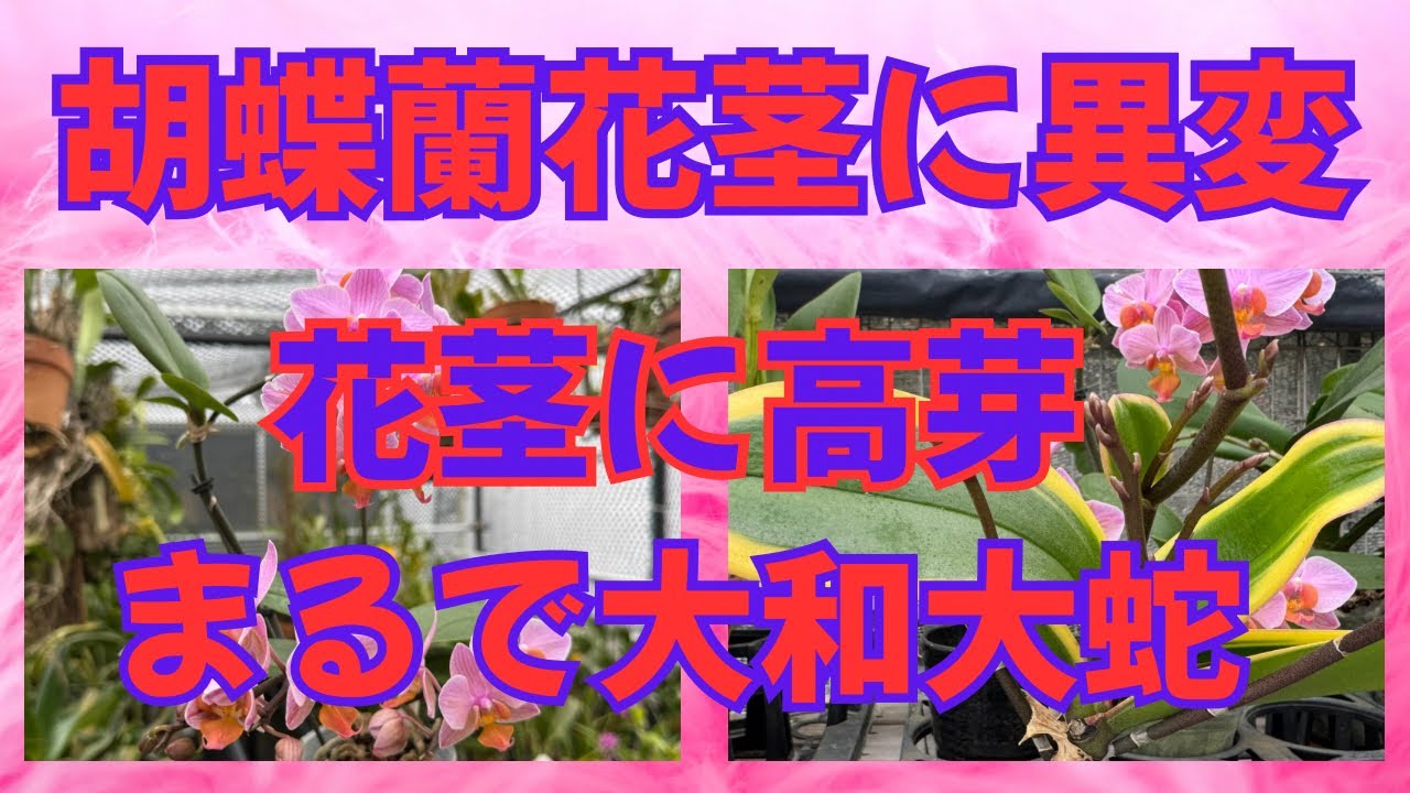 胡蝶蘭　開花　花茎に異変こんなの見た事無い
