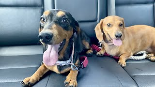 goodbye goldcoast | REMI AND MIA by Remi the Mini Dachshund 4,555 views 2 years ago 5 minutes, 31 seconds