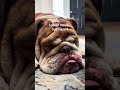 decision made 🐾 #bulldog #spoileddog #englishbulldog
