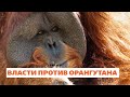 Власти против орангутана | Сибирь.Реалии