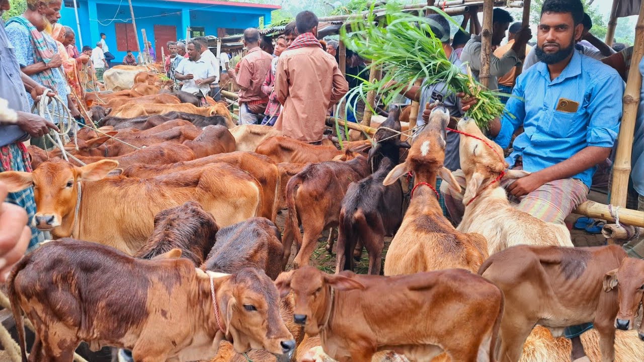 আজ ৩১/১০/২৫ | হঠাৎ এতো বাছুর কোথা থেকে আসলো? সবচেয়ে ছোট ছোট বাছুরের দাম | আমবাড়ী হাট 
