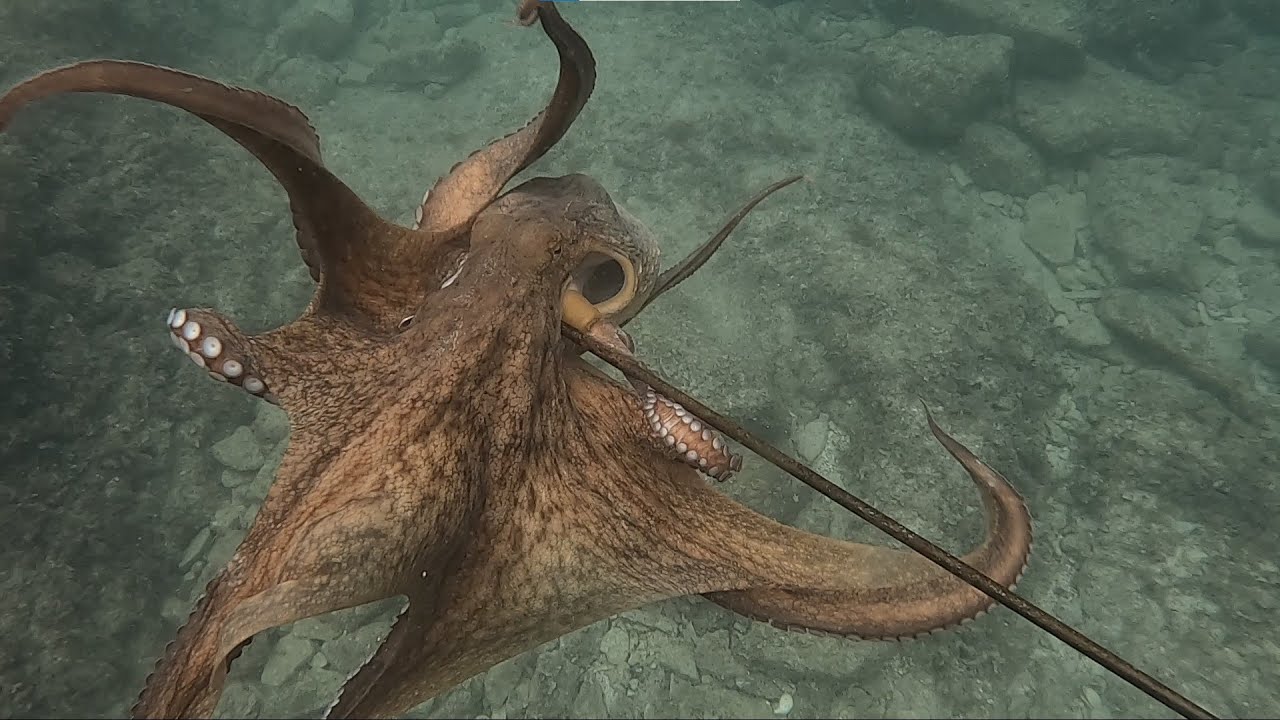 Spearfishing-Octopus November