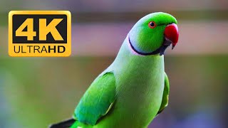 🔴 Cat TV 24/7 😸 Birds & Squirrels Play for Cats to Watch 🐿 Bird Videos for Cats & Dogs