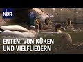 Das faszinierende Leben der Enten | Die Nordreportage | NDR Doku