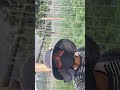 dekho #tomatofarming #farming #youtubeshorts