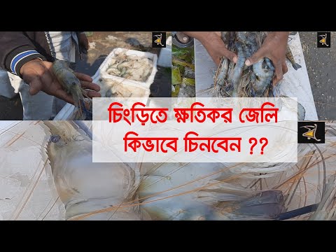 ভিডিও: বিটরুট জেলিতে জেলিযুক্ত মাছ