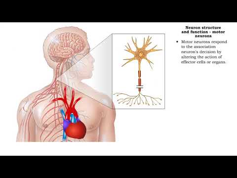 Video: Unde este neuronul asociativ?