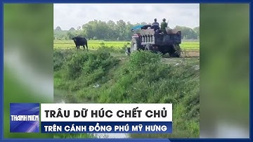 Bắn hạ trâu dữ húc chết chủ trên cánh đồng Phú Mỹ Hưng ở Củ Chi