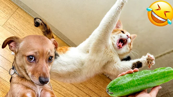Watch the video about ULTIMATE Cat and Dog Videos 2025 | FUNNIEST Pets