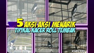 5 AKSI KACER MENARIK DI PERLOMBAAN | TIPIKAL KACER ROLL TEMBAK