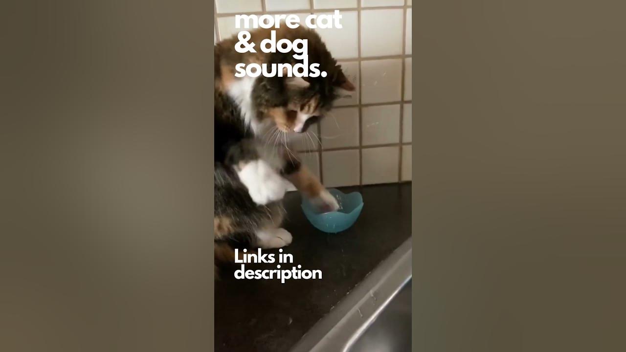 Cat spilling water bowl cat sounds shorts YouTube