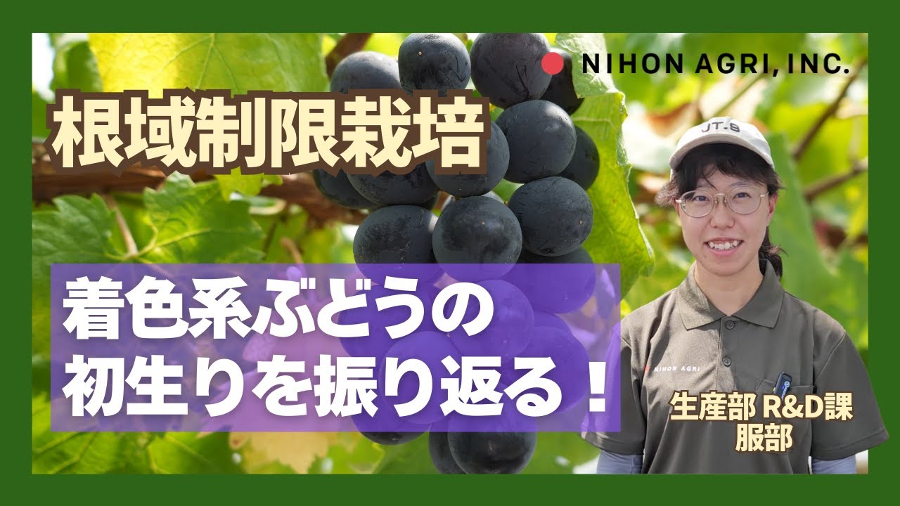 【根域制限栽培】着色系ぶどうの栽培の難しさとは？初生りを振り返る
