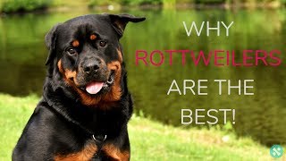 Why Rottweilers Are The Best! by Tailwise 158 views 5 years ago 1 minute, 1 second