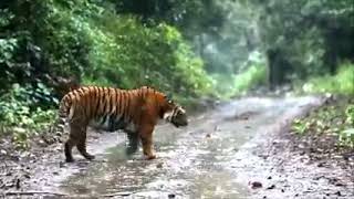 Tiger found in Sabarimala