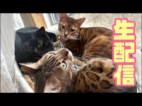 生配信10/11】お久しぶりです！ - YouTube