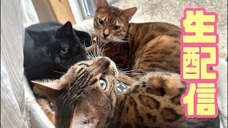 【生配信10/11】お久しぶりです!