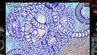 What did ZUN mean by this???