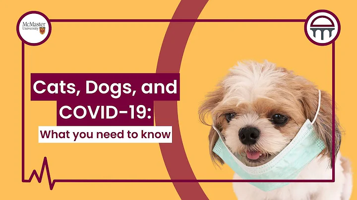 Cats, Dogs, and COVID-19: What you need to know