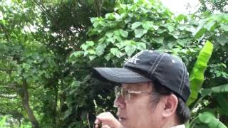 使君子