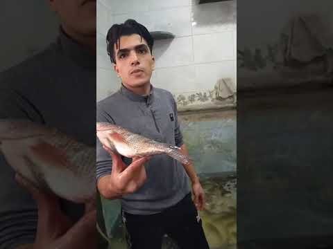 ساب التعليم واتجه لزراعة السمك في البيت.. حكاية "هيما" في حضن أسماك البلطي