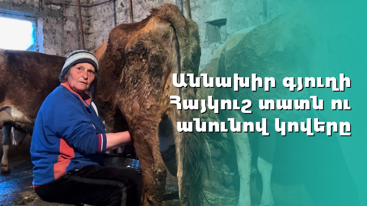 Աննախիր գյուղի Հայկուշ տատն ու անունով կովերը