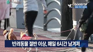 반려동물 절반 이상, 매일 6시간 남겨져 [GOODTV NEWS 20210322]
