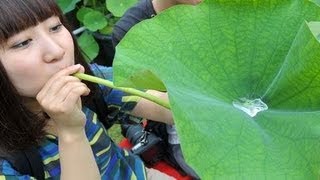 風流な暑気払い、ほろ苦ハス酒　京都・宇治の三室戸寺