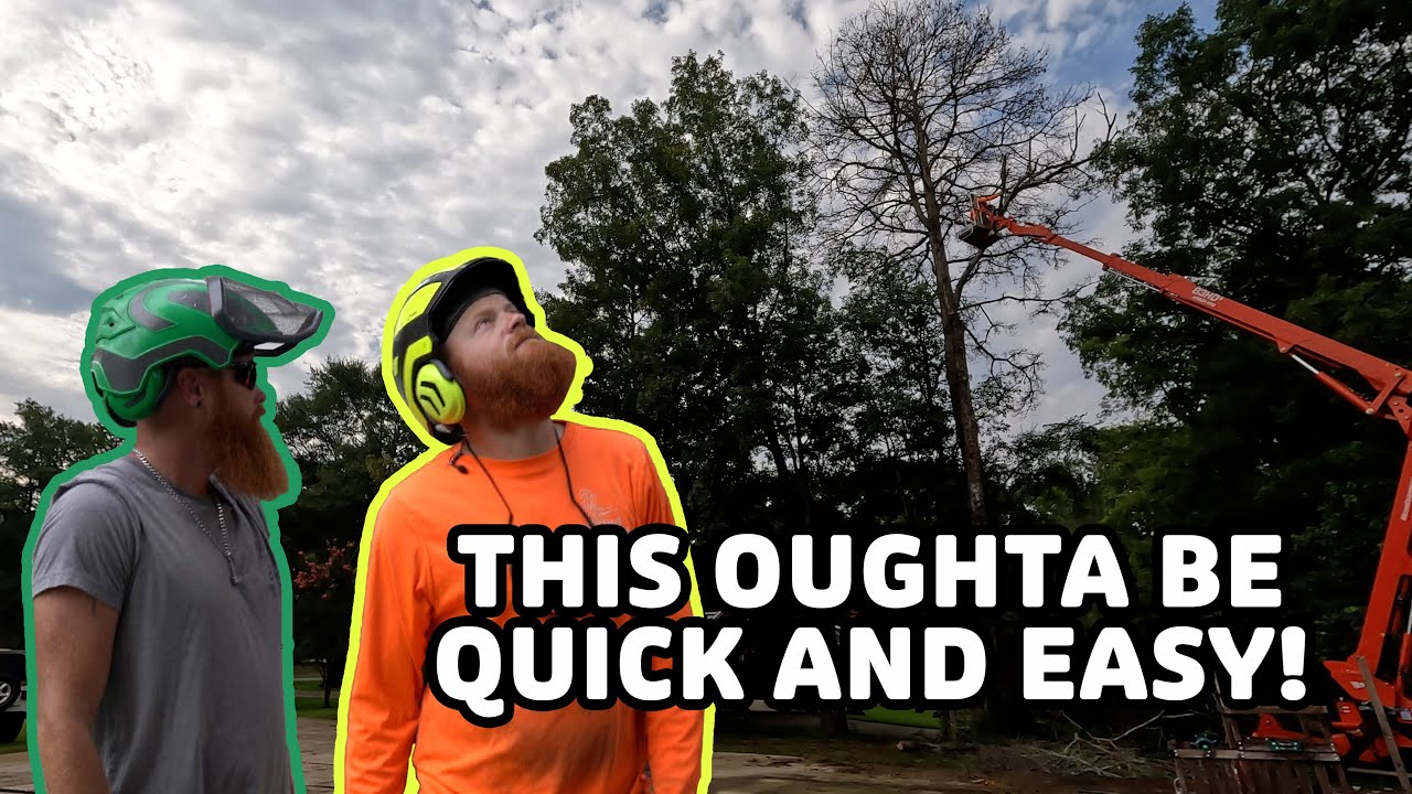 Removing a dead oak and dead pine tree on the Fourth of July! # ...