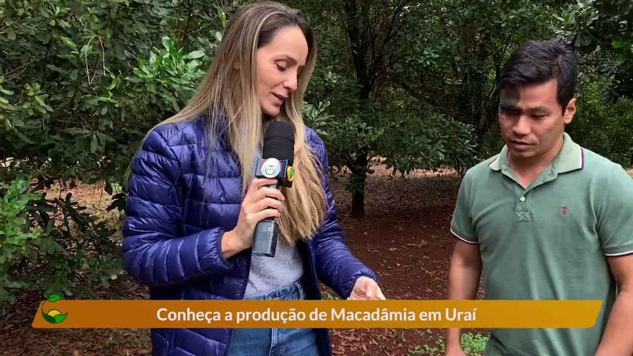 Produção de macadâmia