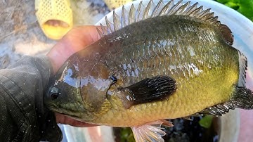 Tập 88 - Săn Cá Rô Lớn Mới Vô Điểm Câu Gặp Phải Cảnh Này Câu Hết Nổi Luôn | Câu Cá Rô Đồng