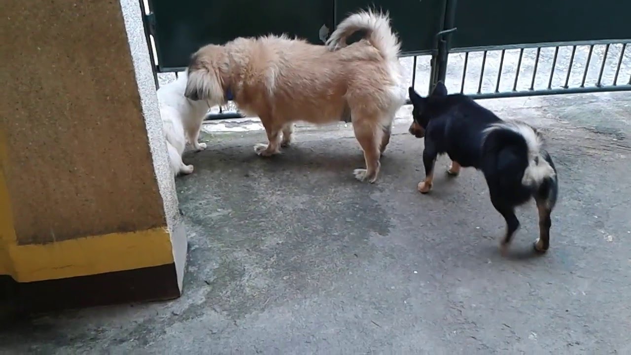 2 Aspin Welcome Japanese Spitz Breed Youtube