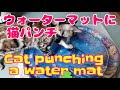 50.ウォーターマットに猫パンチ/Cat punching a water mat