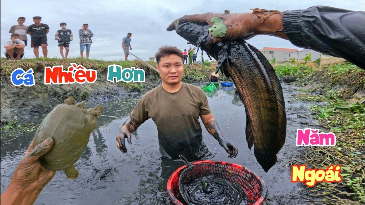 Máy Cạn Ao Bèo Bỏ Hoang Bất Ngờ Kiếm Được Cá Và Baba Nhiều Chưa Từng Có / Quế Nghịch
