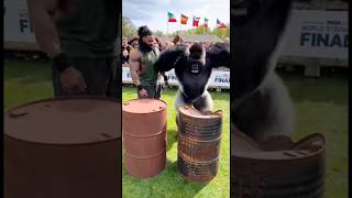 Pure primate power! 🦍🥊😱