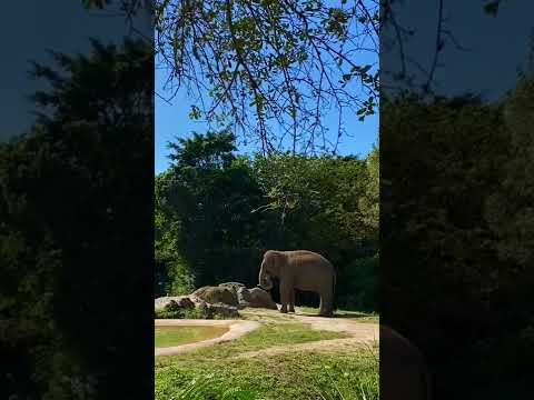 Video: Živalski vrt Miami