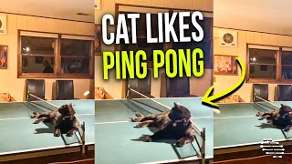 Cat Doesn’t Want to Be Left Out So It Sits in the Middle of the Ping Pong Table