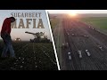 Sugarbeet mafia  the story of americas largest beet harvest
