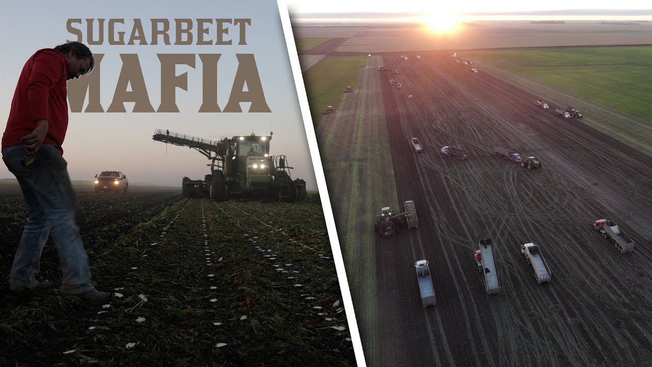 SUGARBEET MAFIA The Story Of America s Largest Beet Harvest YouTube sugarbeet-mafia-the-story-of-america-s-largest-beet-harvest-youtube