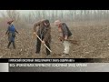 В Каменке появится 600 га яблоневых садов