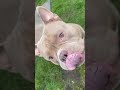 Can’t go back #pocketbully #americanbully #dog #lifeisbutadream #2026 #sully #dogg #dennislloyd #❤️