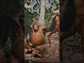 Wild Men of the Forest- From Fairies to Bigfoot: Great Red Ape