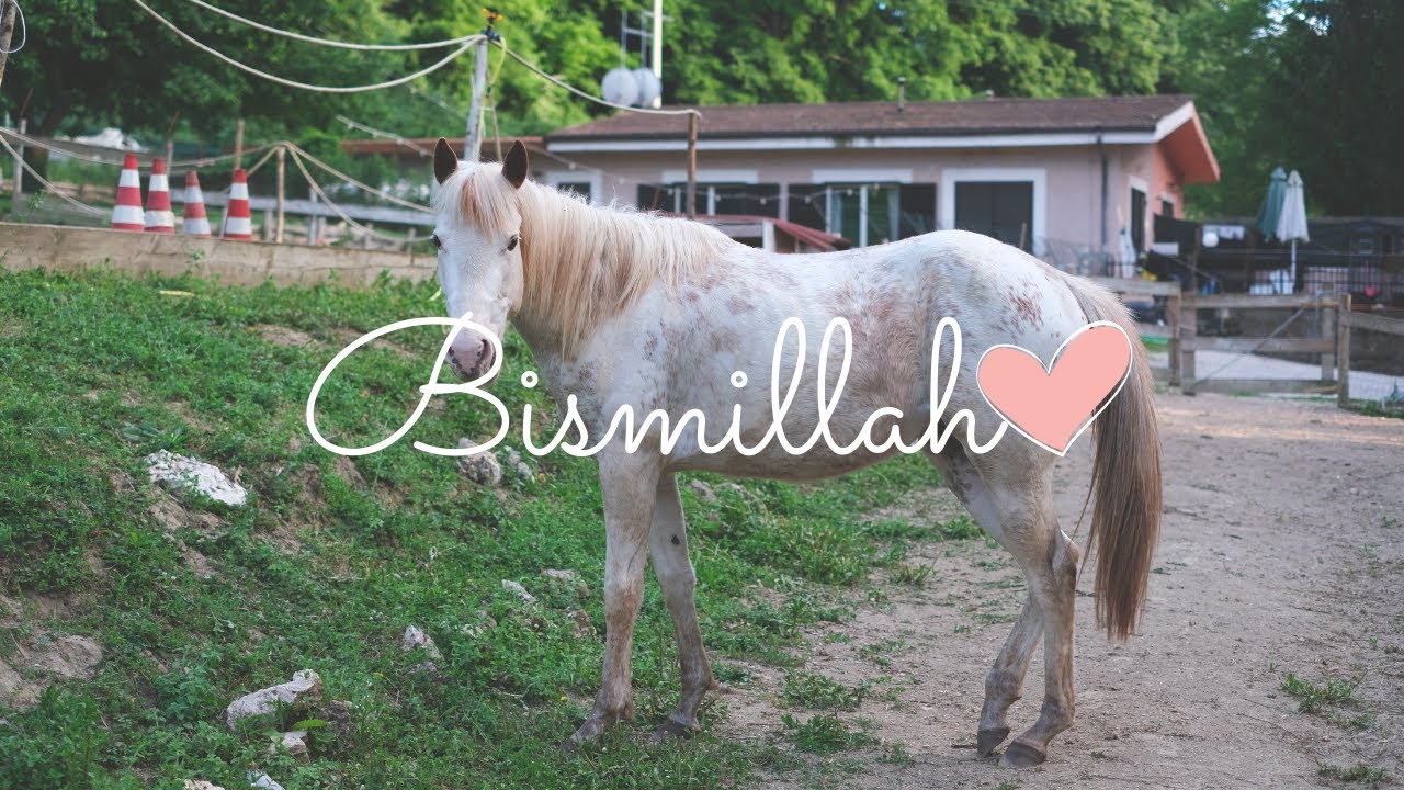 Bismillah❤️