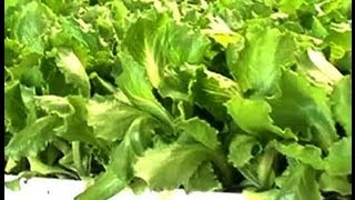 Serada Sebzecilik - Marul yetiştiriciliği - 6. Bölüm