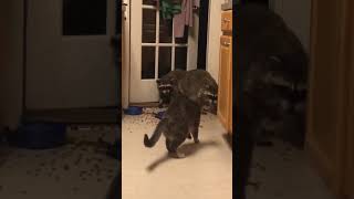 Cat attacks raccoon