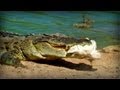Kakadu: naturaleza aborigen (documental completo)