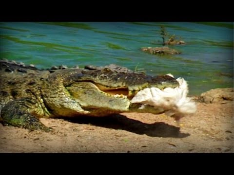 Video: Increíble viaje al Parque Nacional Kakadu