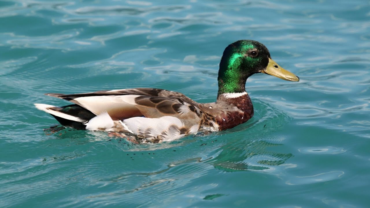 Duck Quack Sound Effect in HD Quality
